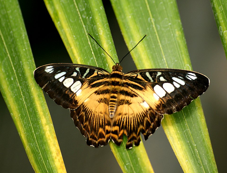 Cilpper Parthenos Sylvia