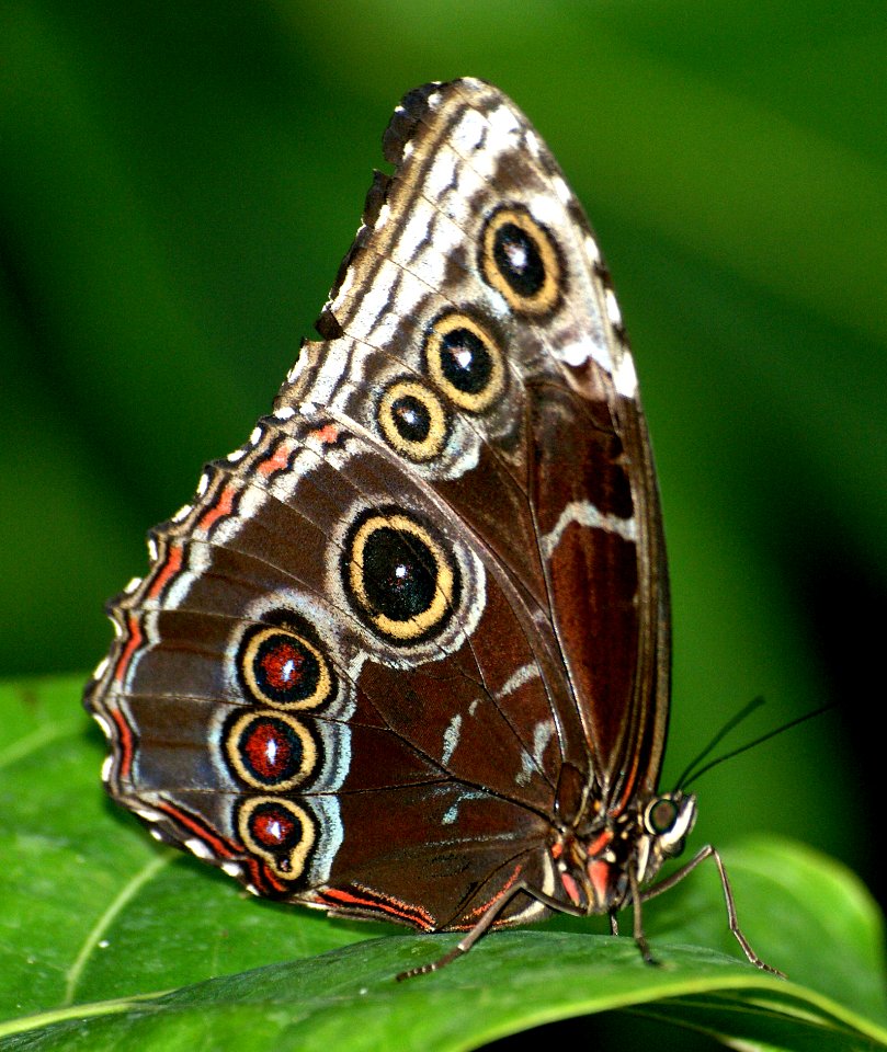 Blur Morph Under Side