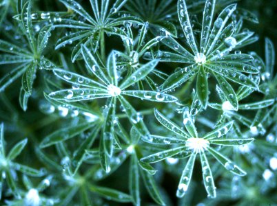 Lupine Leaves With Water Drops 2