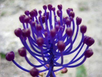 Flowers And Plants