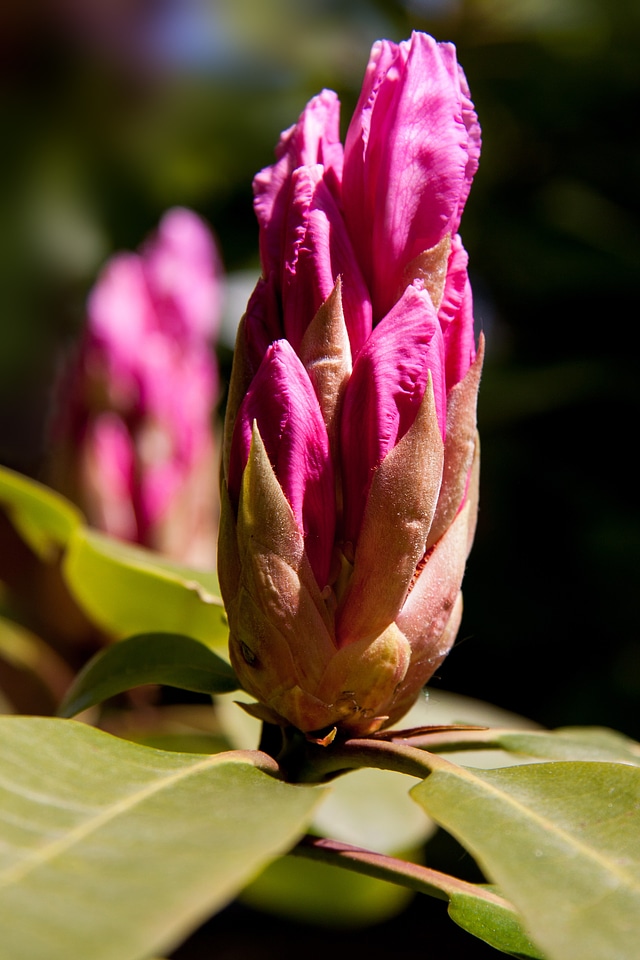 Blaze pink green