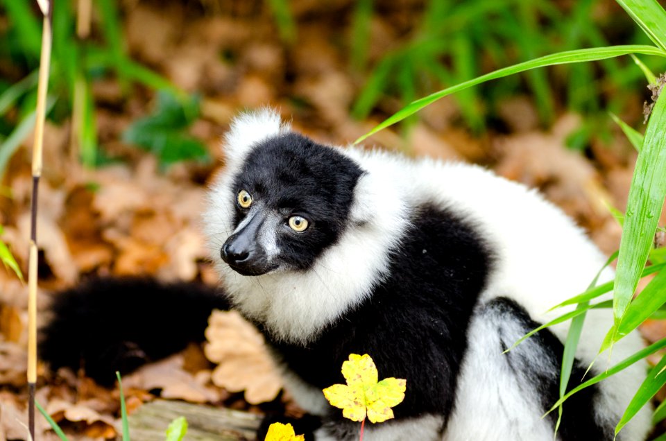 Black And White Ruffed Lemur