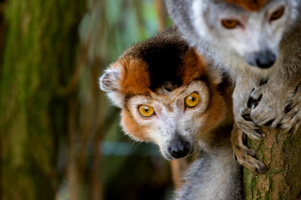 Crowned Lemur 2016-01-08-00856