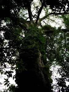 Plant Branch Tree Terrestrial Plant