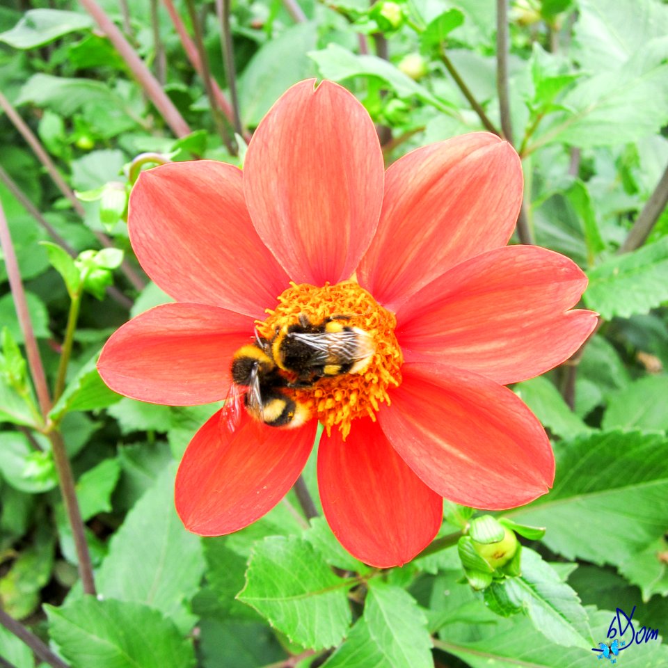 Dahlias