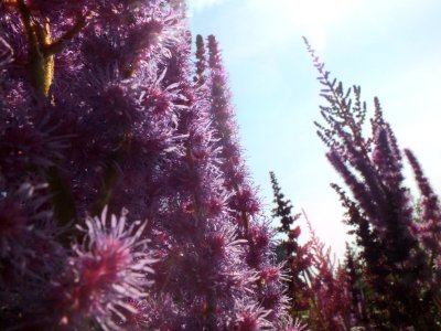 Purple Flowers On Mountain Side
