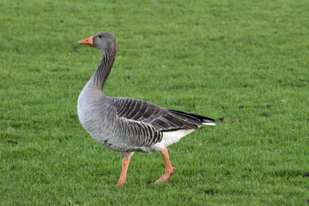 Duck
