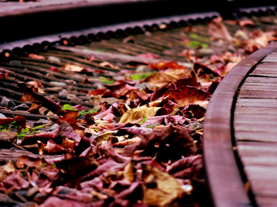 Brown Dried Leaf Over Black Rail photo