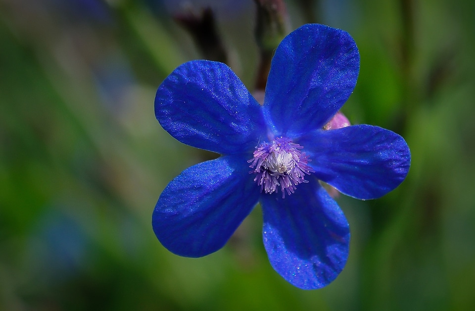 Botany beauty beautiful