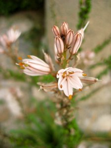 Flowers And Plants