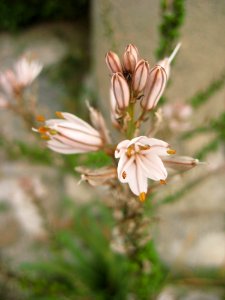 Flowers And Plants photo