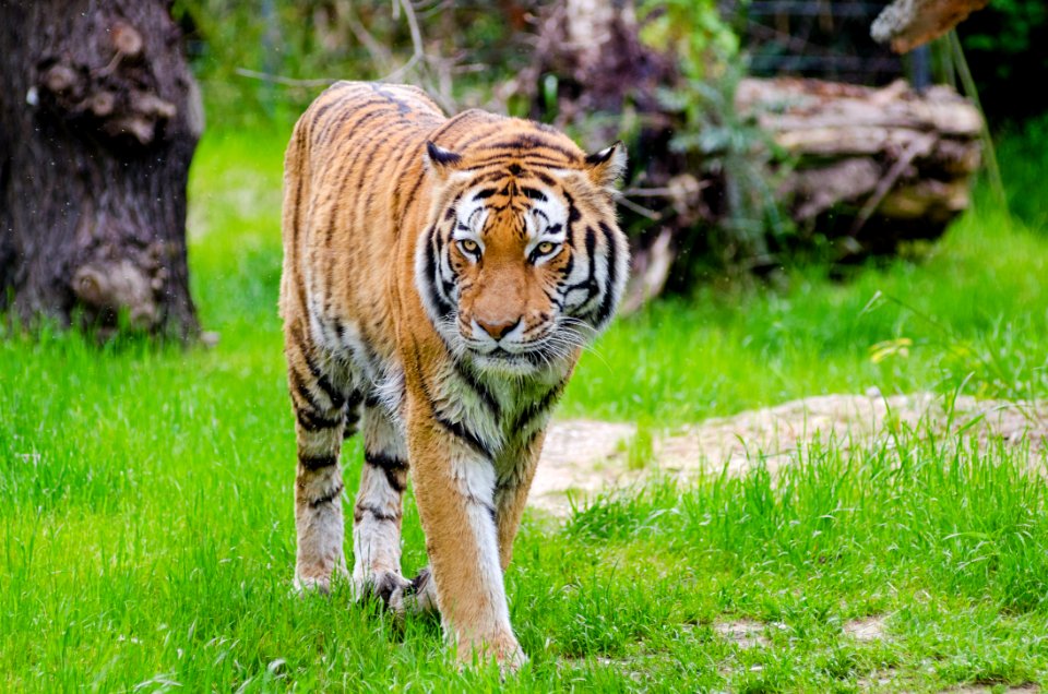 Orange And Black Bengal Tiger Walking On Green Grass Field During Daytime photo