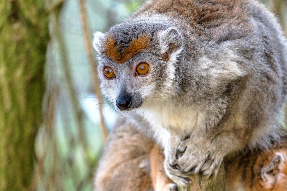 Crowned Lemur 2016-01-08-00847