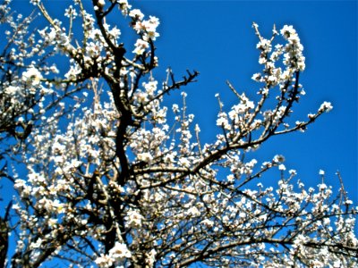 Almond Tree