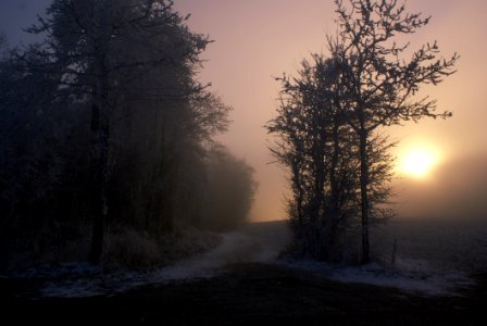 Foggy Meadow At Sunset photo