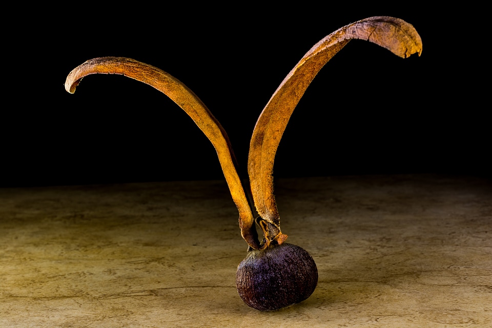 Seed ball wing tectona grandis