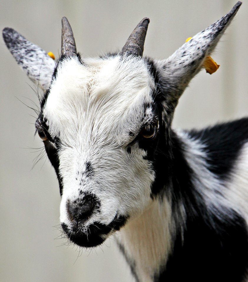 White And Black Hair Goat