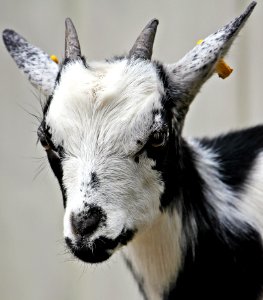 White And Black Hair Goat photo
