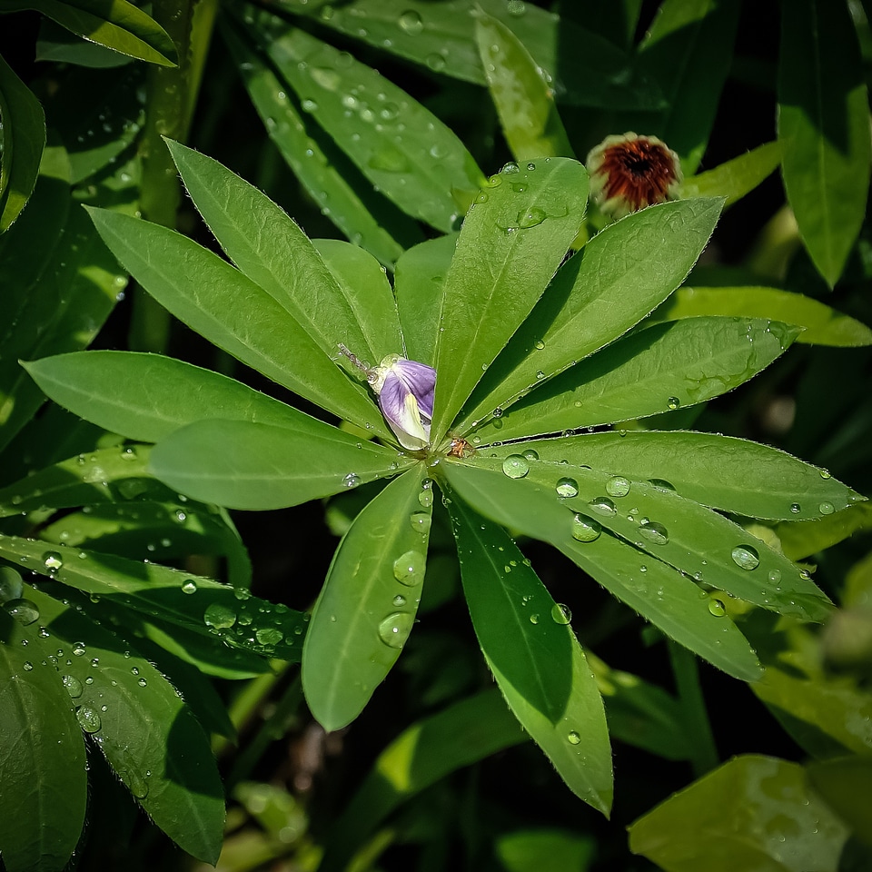 Nature garden bright