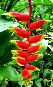 Red-and-yellow Heliconia photo