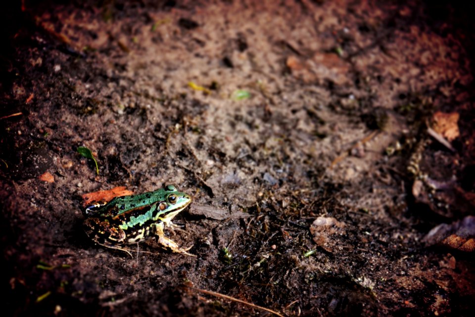 Green Frog Sitting On Damp Earth