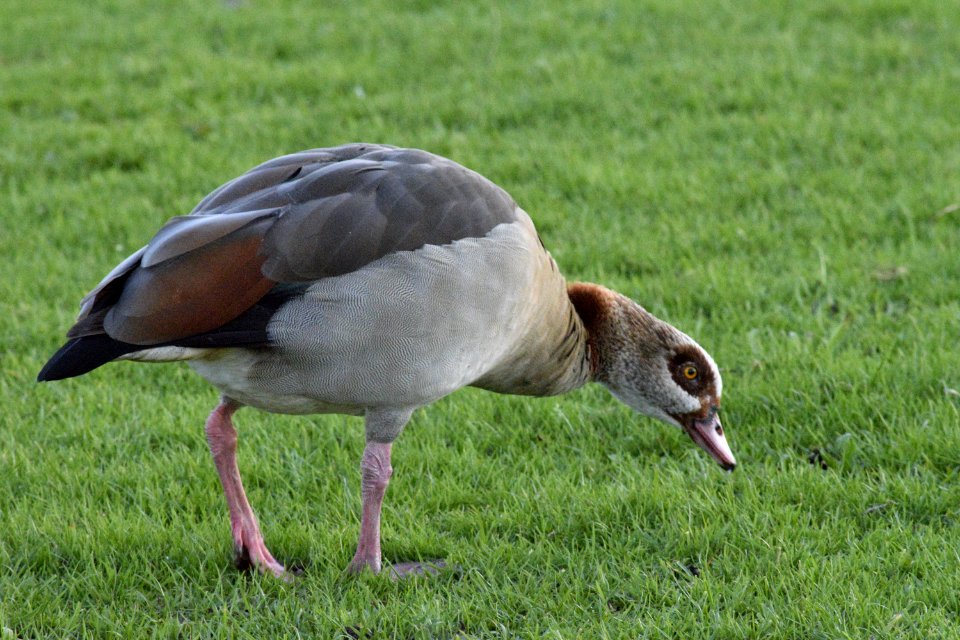Duck