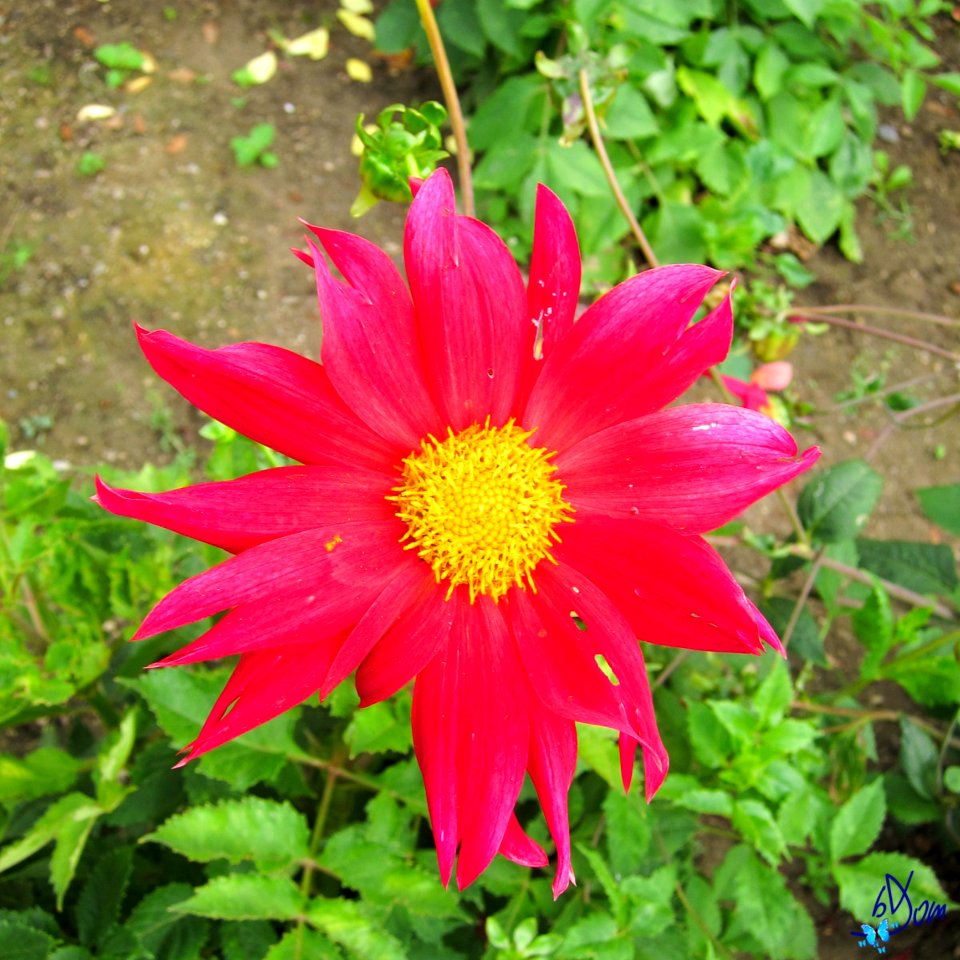Dahlias