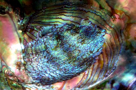 Closeup Of Abalone Shell