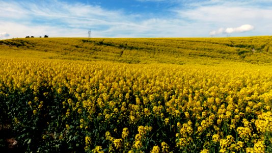 Canola Golden Fields