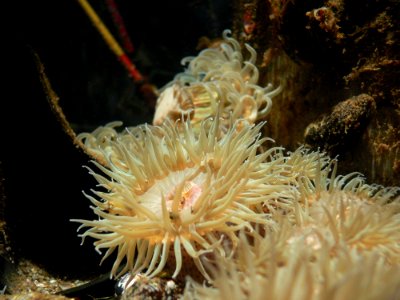 Anemones (12)