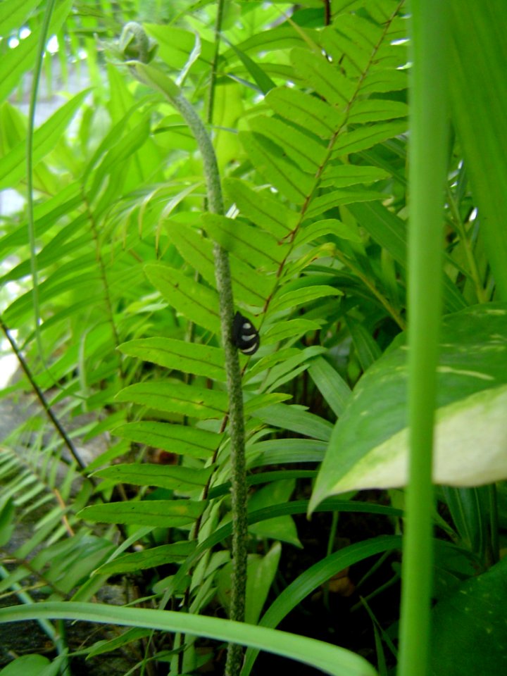 Little Thing Climbing