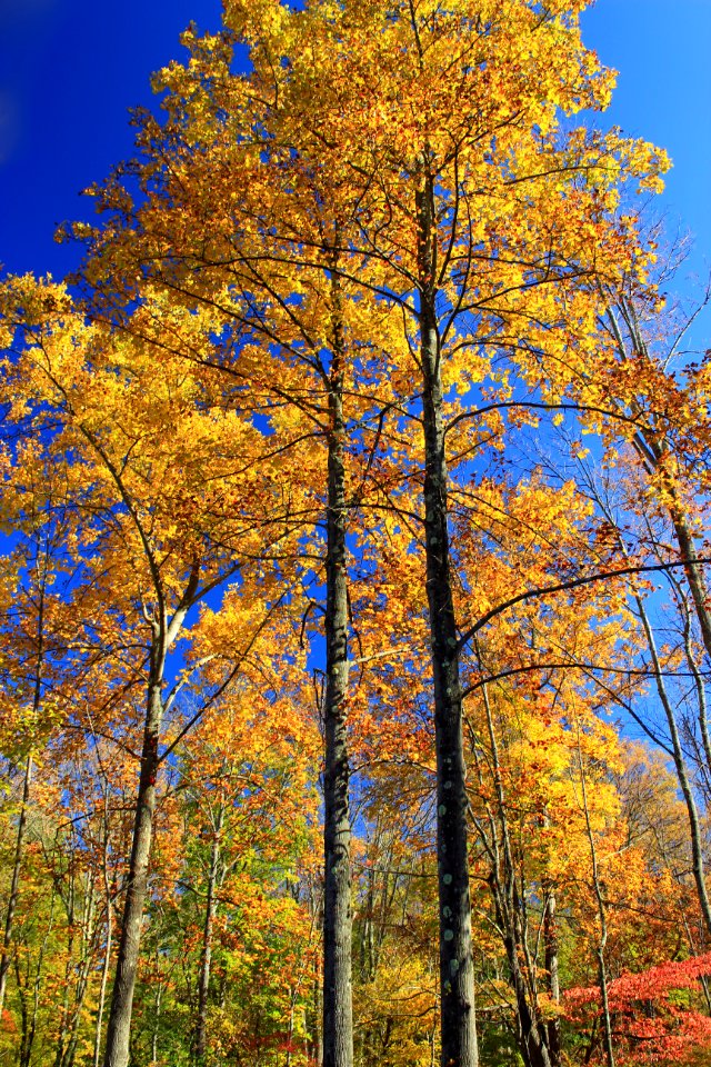 Peak Color (4)