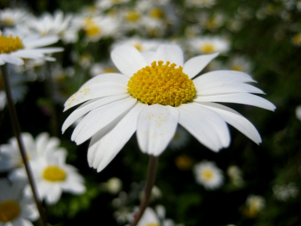 Flowers And Plants