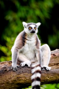 Ring-Tailed Lemur