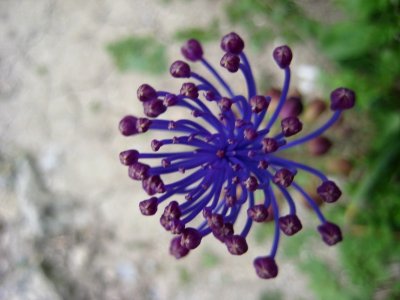 Flowers And Plants