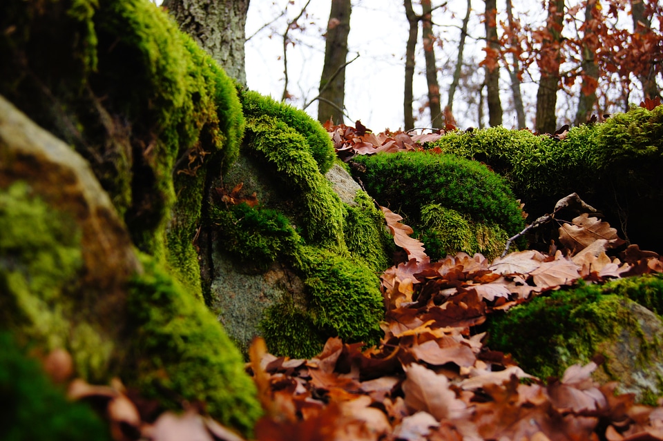Autumn leaves plant