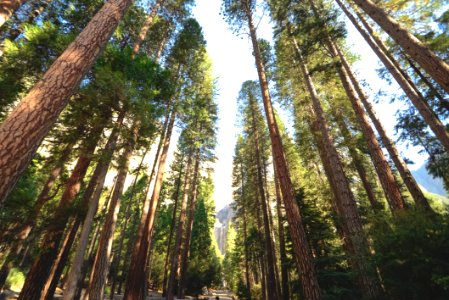Inside A Redwood Forest