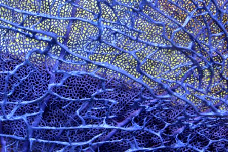 Dyed Sea Fan