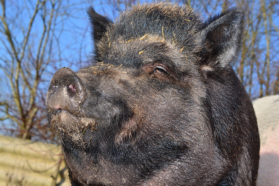 Pig animal creature