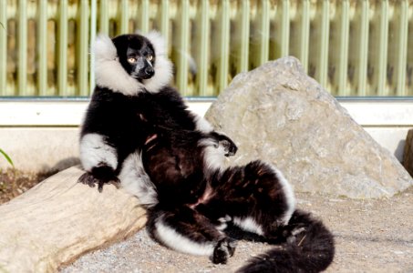 Sunbathing Lemur photo