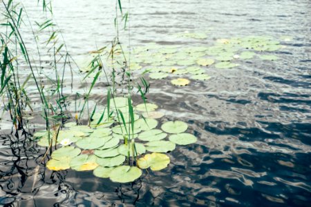 Water Lilies On A Lake