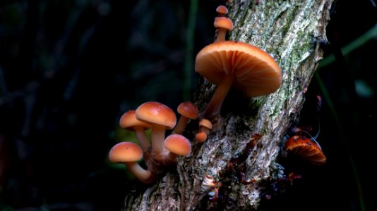 Sulphur Tuft - Hypholoma Fasciculare photo