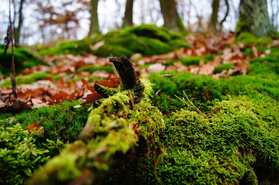 Autumn leaves plant