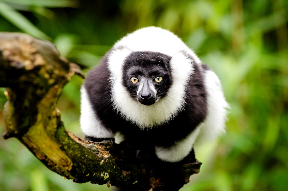 Black And White Ruffed Lemur