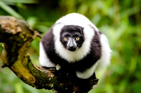 Black And White Ruffed Lemur photo