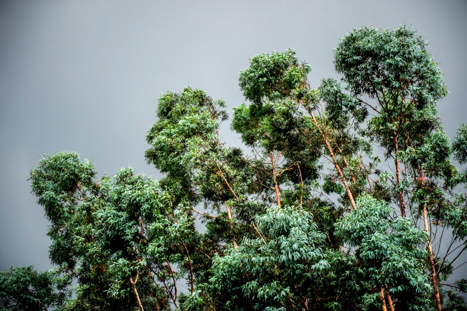 Green Trees Background