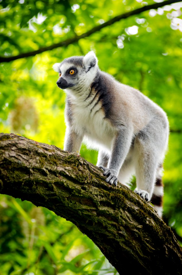 Ring-Tailed Lemur