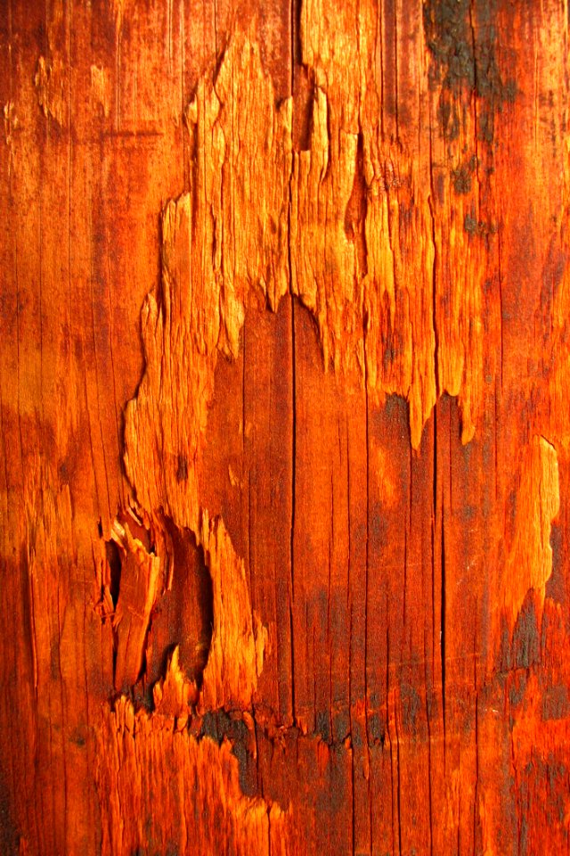 Wood Texture 2 photo