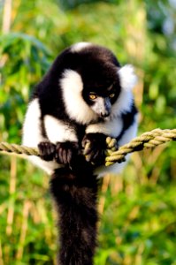 Black And White Ruffed Lemur