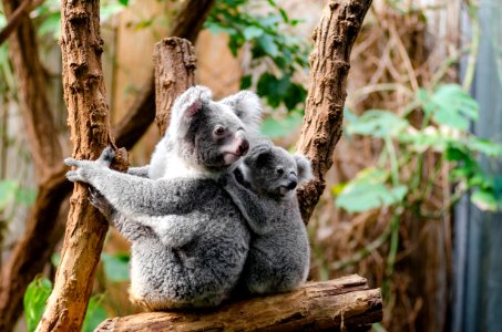 Koala Family photo